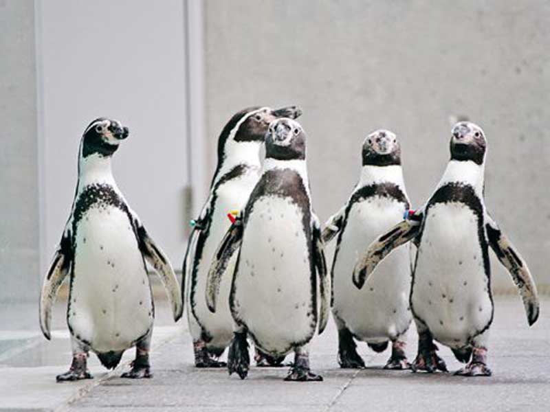 ペンギンの写真